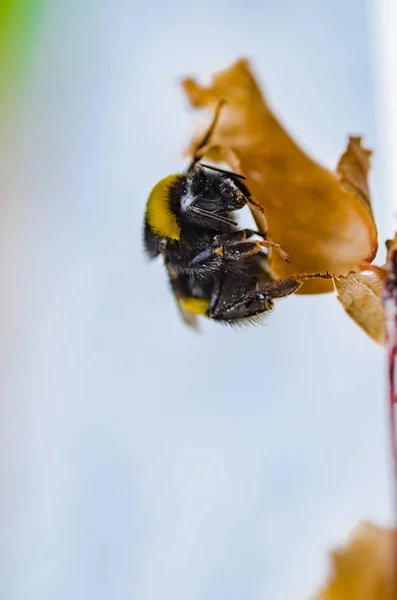 Uma bela abelha listrada funciona na natureza — Fotografia de Stock