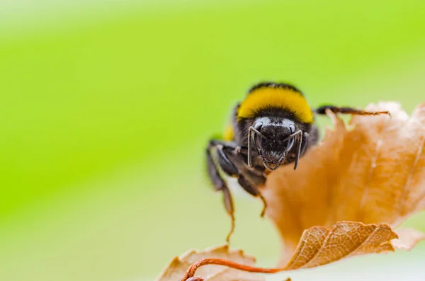 Uma bela abelha listrada funciona na natureza — Fotografia de Stock