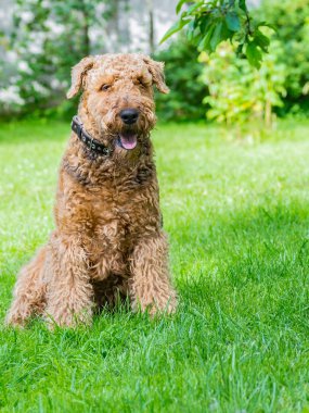 Airedale Terrier bir güçlü ve kaslı orta büyüklükte bir köpektir