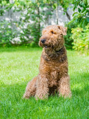 Airedale Terrier bir güçlü ve kaslı orta büyüklükte bir köpektir