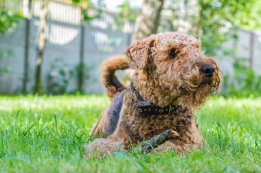 Airedale Terrier bir güçlü ve kaslı orta büyüklükte bir köpektir