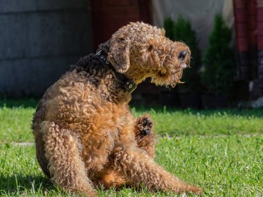 Airedale Terrier bir güçlü ve kaslı orta büyüklükte bir köpektir