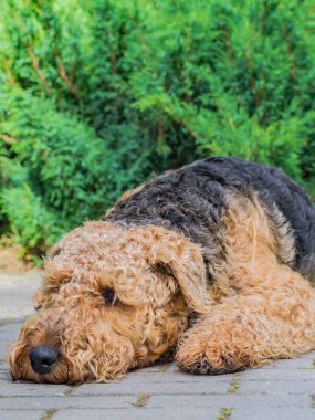 Airedale Terrier bir güçlü ve kaslı orta büyüklükte bir köpektir