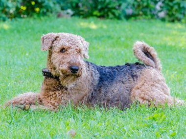 Airedale Terrier bir güçlü ve kaslı orta büyüklükte bir köpektir