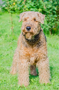 Airedale Terrier bir güçlü ve kaslı orta büyüklükte bir köpektir