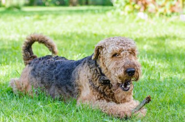 Airedale Terrier bir güçlü ve kaslı orta büyüklükte bir köpektir