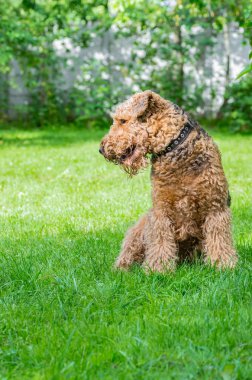 Airedale Terrier bir güçlü ve kaslı orta büyüklükte bir köpektir