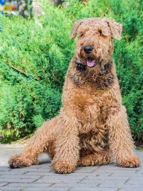Airedale Terrier bir güçlü ve kaslı orta büyüklükte bir köpektir