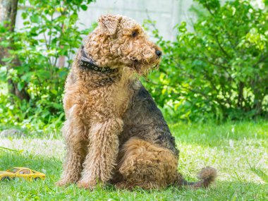Airedale Terrier bir güçlü ve kaslı orta büyüklükte bir köpektir