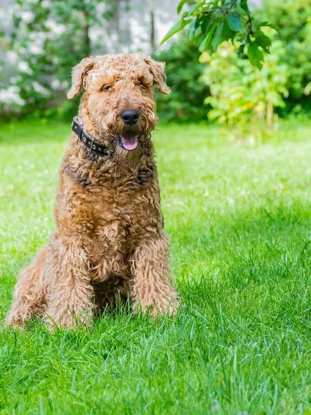 Airedale Terrier bir güçlü ve kaslı orta büyüklükte bir köpektir