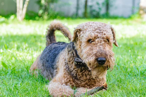 Airedale Terrier bir güçlü ve kaslı orta büyüklükte bir köpektir