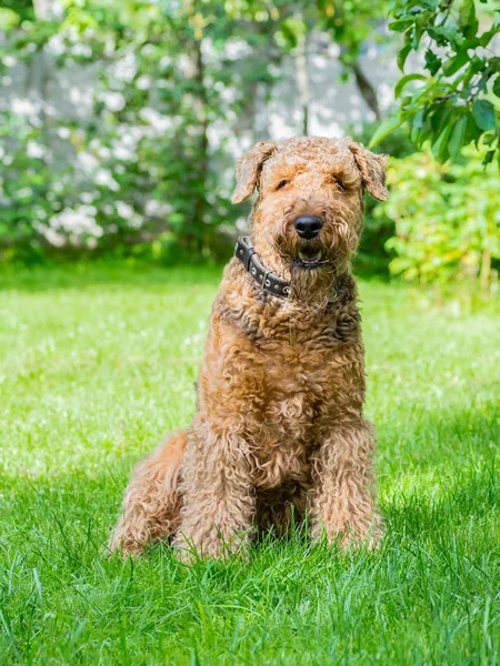 Airedale Terrier bir güçlü ve kaslı orta büyüklükte bir köpektir