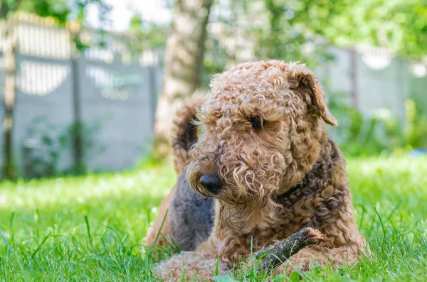 Airedale Terrier bir güçlü ve kaslı orta büyüklükte bir köpektir