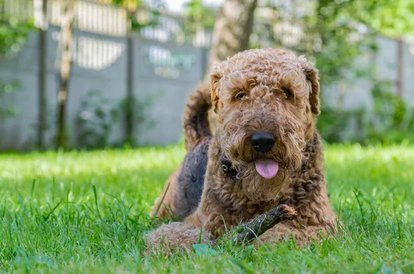 Airedale Terrier bir güçlü ve kaslı orta büyüklükte bir köpektir