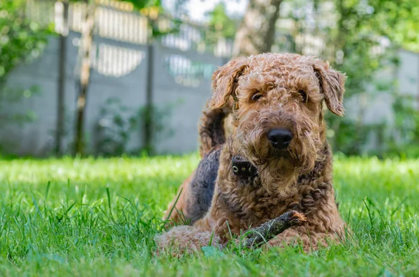 Airedale Terrier bir güçlü ve kaslı orta büyüklükte bir köpektir