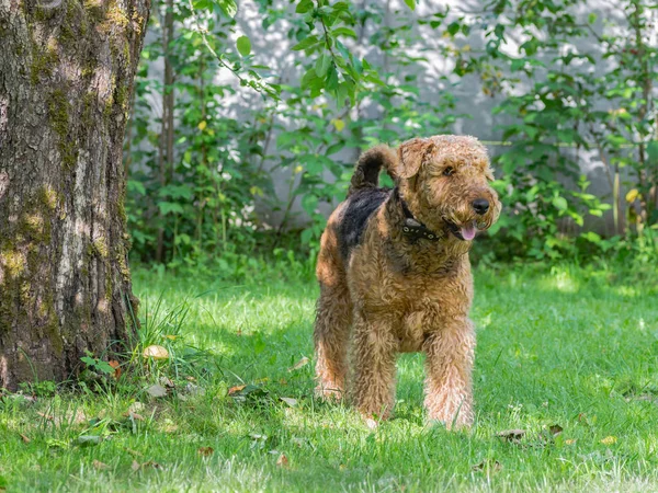 Airedale Terrier bir güçlü ve kaslı orta büyüklükte bir köpektir