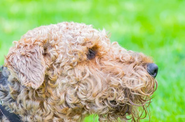 Airedale Terrier bir güçlü ve kaslı orta büyüklükte bir köpektir