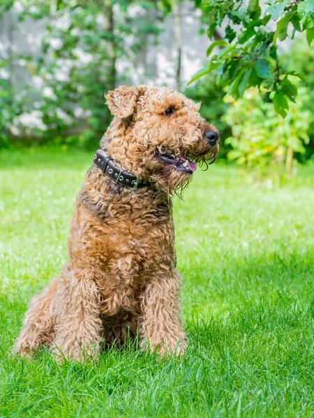 Airedale Terrier bir güçlü ve kaslı orta büyüklükte bir köpektir