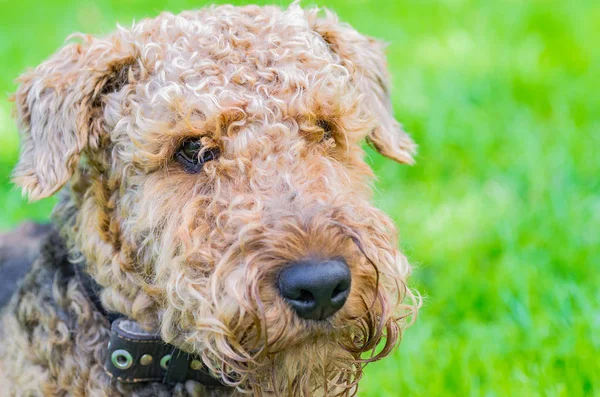 Airedale Terrier bir güçlü ve kaslı orta büyüklükte bir köpektir