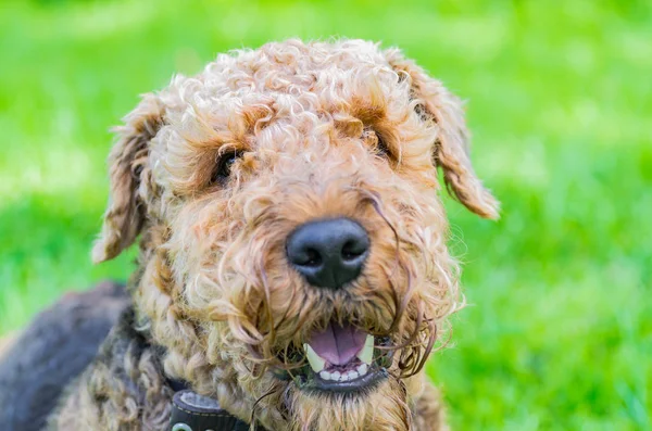 Airedale Terrier bir güçlü ve kaslı orta büyüklükte bir köpektir
