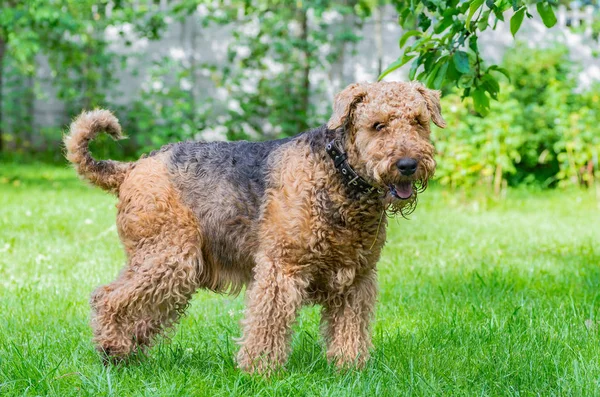 Airedale Terrier is a strong and muscular dog of medium size