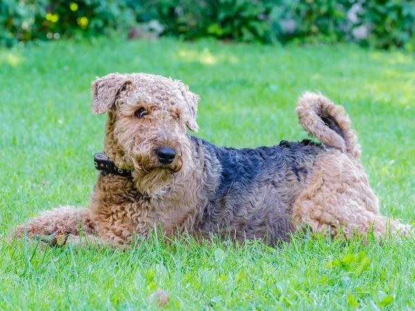 Airedale Terrier bir güçlü ve kaslı orta büyüklükte bir köpektir