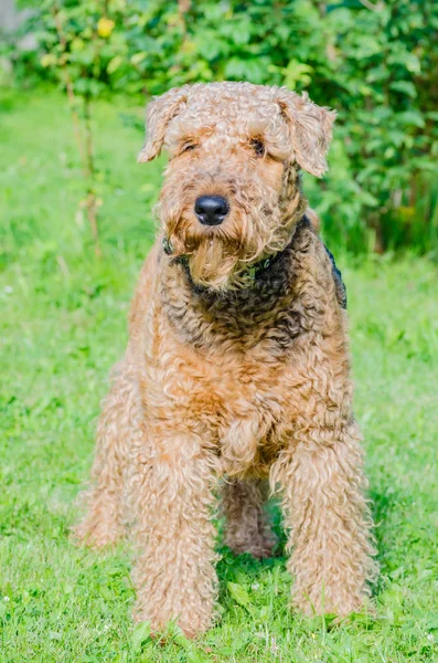 Airedale Terrier bir güçlü ve kaslı orta büyüklükte bir köpektir
