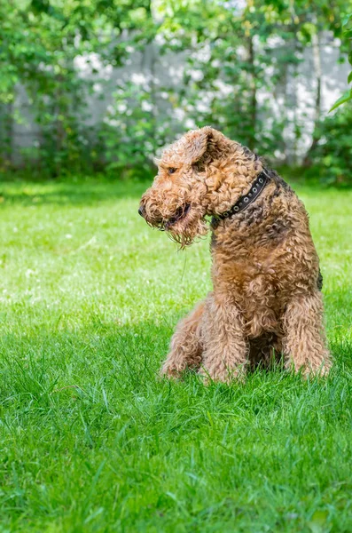 Airedale Terrier bir güçlü ve kaslı orta büyüklükte bir köpektir