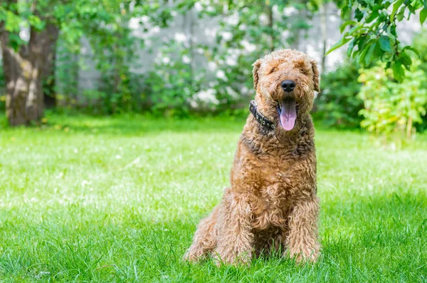 Airedale Terrier bir güçlü ve kaslı orta büyüklükte bir köpektir