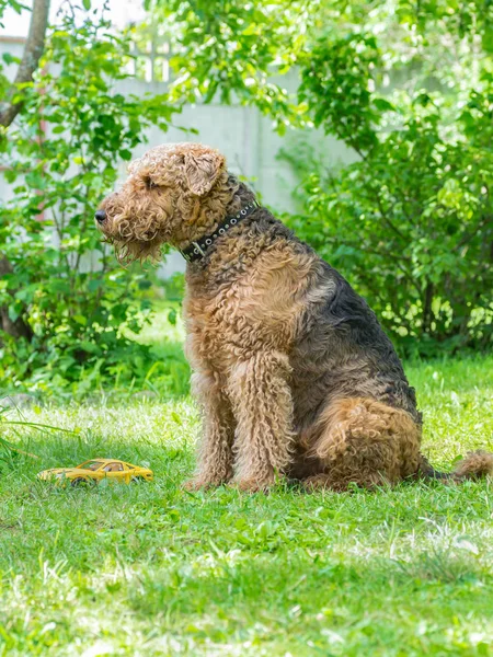 Airedale Terrier bir güçlü ve kaslı orta büyüklükte bir köpektir
