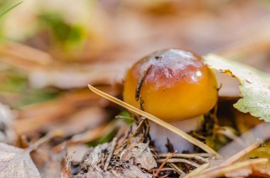 sonbahar peri ormanda güzel mantar yetişir