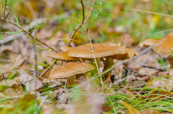 beautiful mushroom grows in the autumn fairy forest