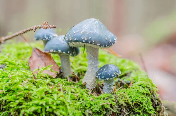 beautiful mushroom grows in the autumn fairy forest