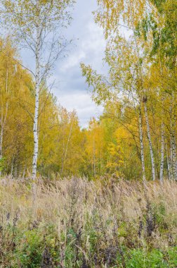 Sarı yapraklı sonbahar ormanı.