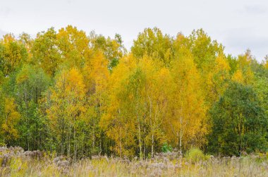 Sarı yapraklı sonbahar ormanı.