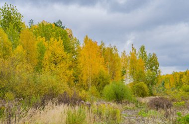 Sarı yapraklı sonbahar ormanı.