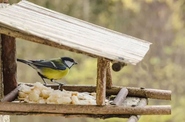 Vahşi güzel kuş besleyici yiyecek arayan sonbaharda sarı bir göbek ile — Stok fotoğraf