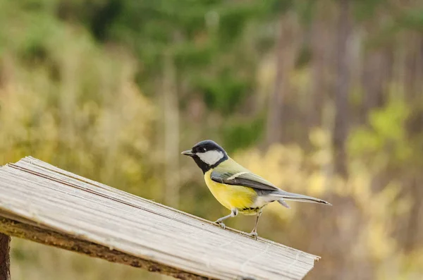 Pássaro bonito selvagem com uma barriga amarela no outono à procura de comida no alimentador — Fotografia de Stock