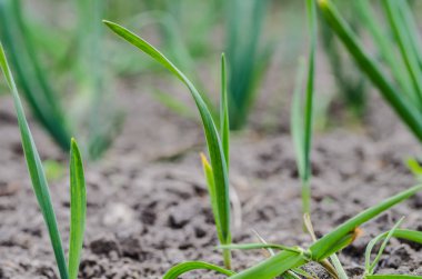 Genç yeşil sarımsak filizleri bahçede topraktan çıkıyor, lezzetli sağlıklı ve vejetaryen yiyecekler.