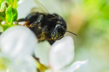 Sarı polen portre üzerinde beyaz çiçek kiraz çiçekleri bahar bahçe içinde güzel eşek arısı
