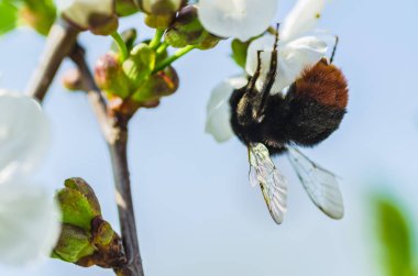 Sarı polen portre üzerinde beyaz çiçek kiraz çiçekleri bahar bahçe içinde güzel eşek arısı