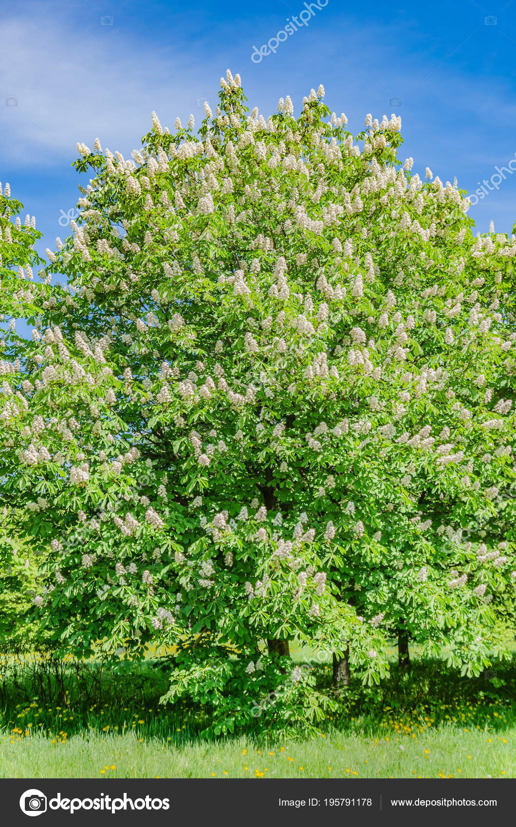 Les Fleurs Marronnier Printemps Beau Blanc Avec Rose Fleurs