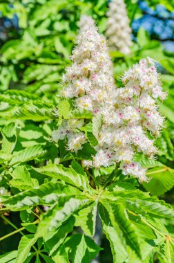 kestane ağacının çiçekleri pembe beyaz çiçekler ve dalları üzerinde büyük yeşil yaprakları vardır güzel bahar