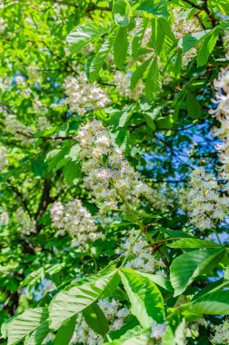 kestane ağacının çiçekleri pembe beyaz çiçekler ve dalları üzerinde büyük yeşil yaprakları vardır güzel bahar