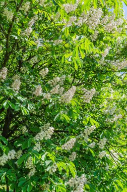 kestane ağacının çiçekleri pembe beyaz çiçekler ve dalları üzerinde büyük yeşil yaprakları vardır güzel bahar