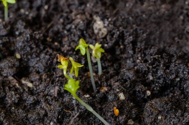 İlkbaharda o topraktan genç marullar filizlenir, yeşile döner ve güzelleşir, sağlıklı yiyecekler
