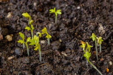 İlkbaharda o topraktan genç marullar filizlenir, yeşile döner ve güzelleşir, sağlıklı yiyecekler
