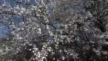 Ağaçlar ilkbaharda çiçek açar ormanda uzun bir kıştan sonra hayat bulur doğa uyanmaya başlar