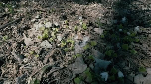 Skogsblommor Växer Till Liv Skogen Efter Lång Vinter Natur Börjar — Stockvideo