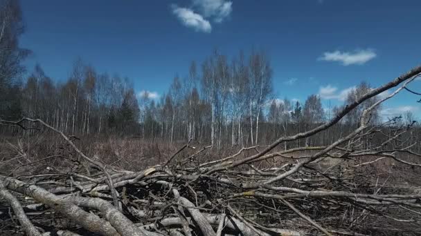 Het Voorjaarsbos Komt Tot Leven Een Lange Winter Begint Groen — Stockvideo